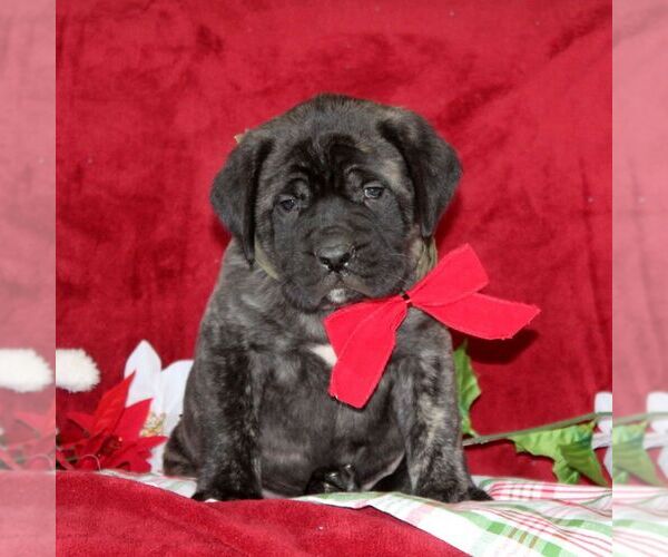 Medium Photo #4 Mastiff Puppy For Sale in RED LION, PA, USA