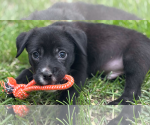 Labbe Dogs for adoption in Godfrey, IL, USA