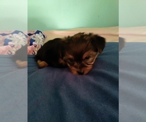 Yorkshire Terrier Puppy for sale in PARIS, TX, USA