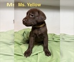 Puppy Ms Yellow Labrador Retriever