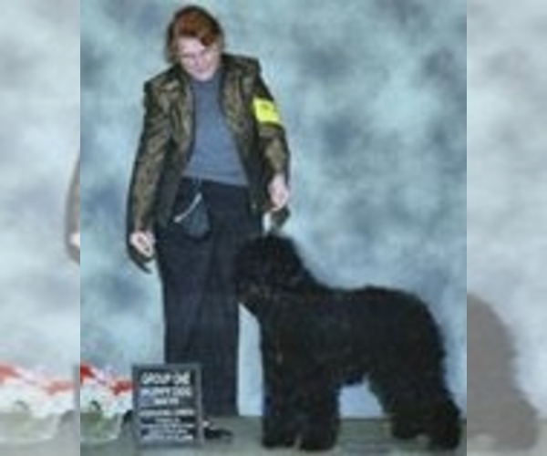 Medium Photo #4 Barbet Puppy For Sale in GREENBANK, WA, USA