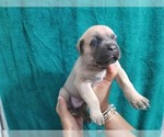 Small Photo #25 Cane Corso Puppy For Sale in COLUMBIA, SC, USA