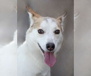 Medium Siberian Husky