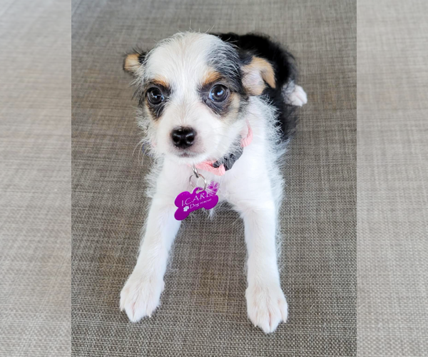 Medium Photo #4 Rat-Cha Puppy For Sale in Corona, CA, USA