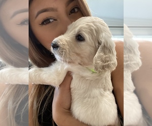 Goldendoodle Puppy for sale in N HIGHLANDS, CA, USA