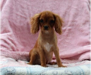 Cavalier King Charles Spaniel Puppy for sale in FREDERICKSBURG, OH, USA