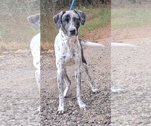 Catahoula Leopard Dog-Unknown Mix Dogs for adoption in Wetumpka, AL, USA