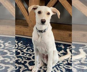 Labrador Retriever-Whippet Mix Dogs for adoption in Oakhurst, NJ, USA
