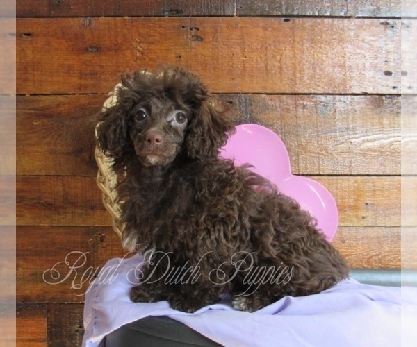 Medium Photo #1 Poodle (Toy) Puppy For Sale in LE MARS, IA, USA