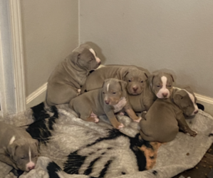 American Staffordshire Terrier Puppy for sale in VANCOUVER, WA, USA
