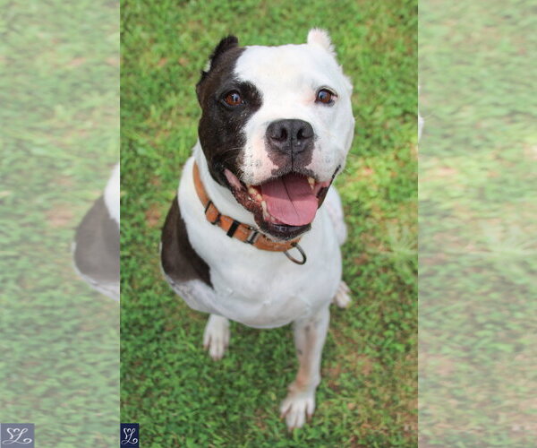 Medium Photo #7 Mutt Puppy For Sale in Lockport, NY, USA