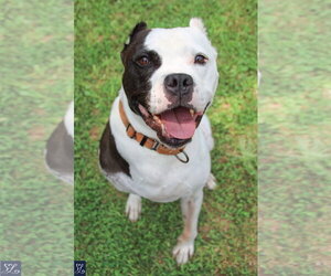 Buddy 2 - Male Mutt Dog for Adoption - Photo #7