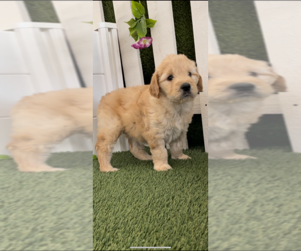 Medium Photo #12 Goldendoodle Puppy For Sale in MANTECA, CA, USA