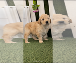 Small #11 Goldendoodle