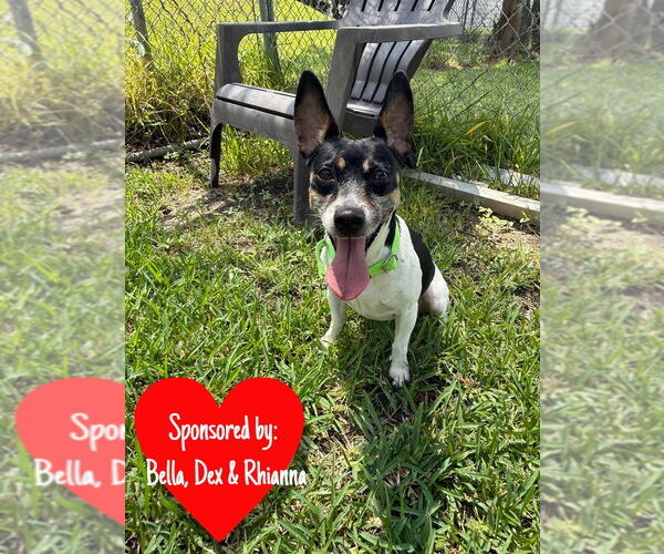 Medium Photo #7 Rat Terrier Puppy For Sale in San Leon, TX, USA