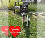 Small #6 Rat Terrier