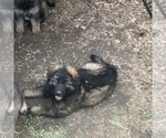 Small Photo #3 German Shepherd Dog Puppy For Sale in CHARLOTTESVILLE, VA, USA