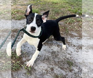 Mutt Dogs for adoption in Sanford, FL, USA