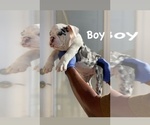 Small Photo #12 English Bulldog Puppy For Sale in CORONA DEL MAR, CA, USA