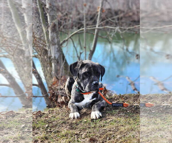 Medium Photo #5 Mastiff-Unknown Mix Puppy For Sale in Germantown, OH, USA