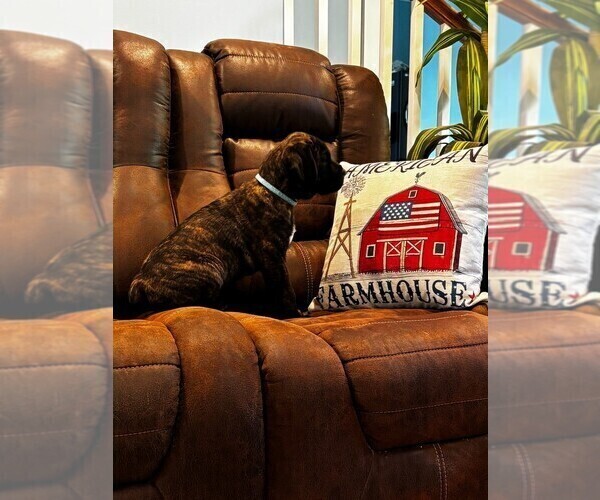 Medium Photo #7 Cane Corso Puppy For Sale in REEVESVILLE, SC, USA