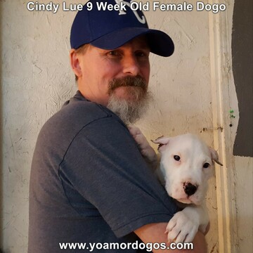 Medium Photo #82 Dogo Argentino Puppy For Sale in PINEVILLE, MO, USA
