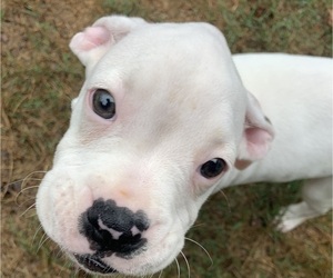 Boxer Puppy for sale in LOGANVILLE, GA, USA