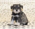 Small #1 Schnauzer (Miniature)