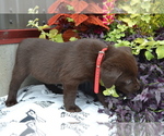 Small Photo #16 Labrador Retriever Puppy For Sale in GREENWOOD, WI, USA