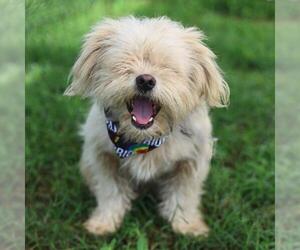 Cairn Terrier-Unknown Mix Dogs for adoption in San Antonio, TX, USA
