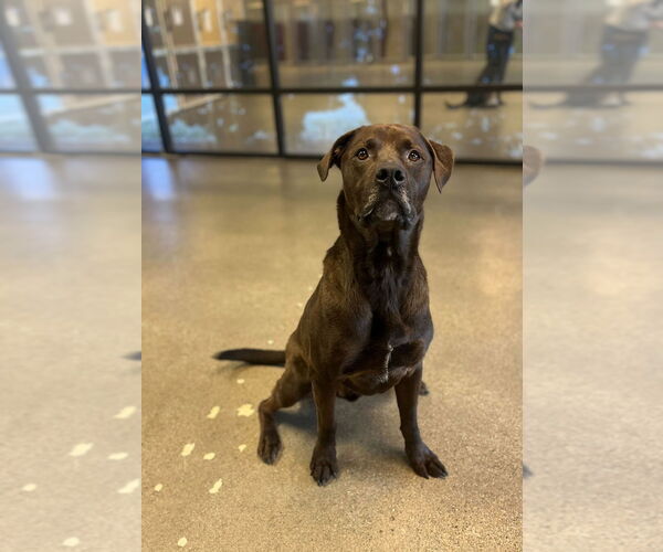 Medium Photo #14 Labrottie Puppy For Sale in Salt Lake City, UT, USA