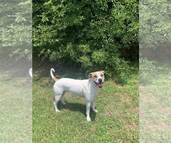 Medium Photo #49 Mutt Puppy For Sale in Spring, TX, USA