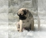 Small Photo #3 Pug Puppy For Sale in CANTON, CT, USA