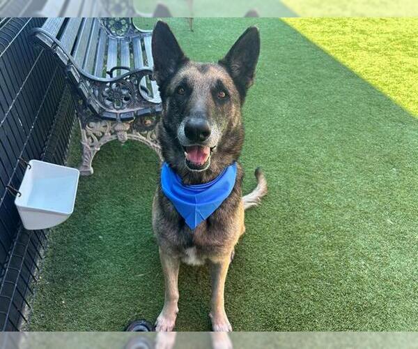 Medium Photo #2 German Shepherd Dog Puppy For Sale in Orange, CA, USA