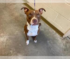 Staffordshire Bull Terrier-Unknown Mix Dogs for adoption in Texas City, TX, USA