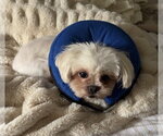 Small #2 Shih Tzu