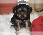 Tucker - Male Yorkipoo Puppy for Sale - Photo #4