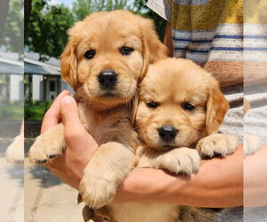 Golden Retriever Puppy for sale in PRINCEVILLE, IL, USA