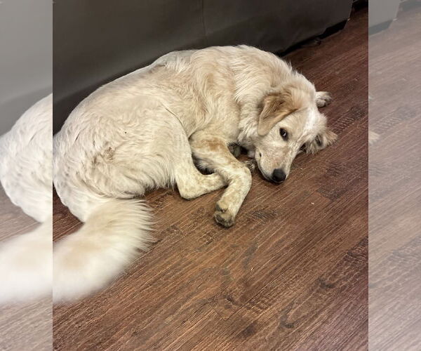 Medium Photo #4 Great Pyrenees-Unknown Mix Puppy For Sale in Dallas, TX, USA