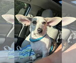 Small Photo #2 Chihuahua-Unknown Mix Puppy For Sale in Holly Springs, NC, USA