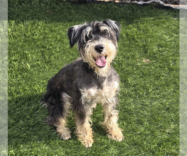 Medium Photo #2 Mutt Puppy For Sale in Lakewood, CO, USA