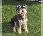 Small #1 Mutt