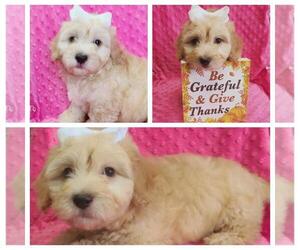 Maltipoo-Poodle (Miniature) Mix Puppy for sale in TAYLOR, TX, USA