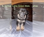 Small #6 German Shepherd Dog