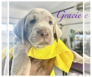 Weimaraner Puppy for sale in MYAKKA CITY, FL, USA