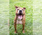 Small #1 American Pit Bull Terrier Mix