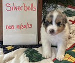 Small Photo #2 Miniature Australian Shepherd Puppy For Sale in VERNONIA, OR, USA