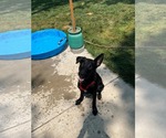 Small #2 Australian Kelpie-German Shepherd Dog Mix