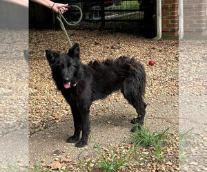 German Shepherd Dog Dogs for adoption in Montgomery, AL, USA