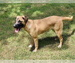 Small #7 Black Mouth Cur Mix